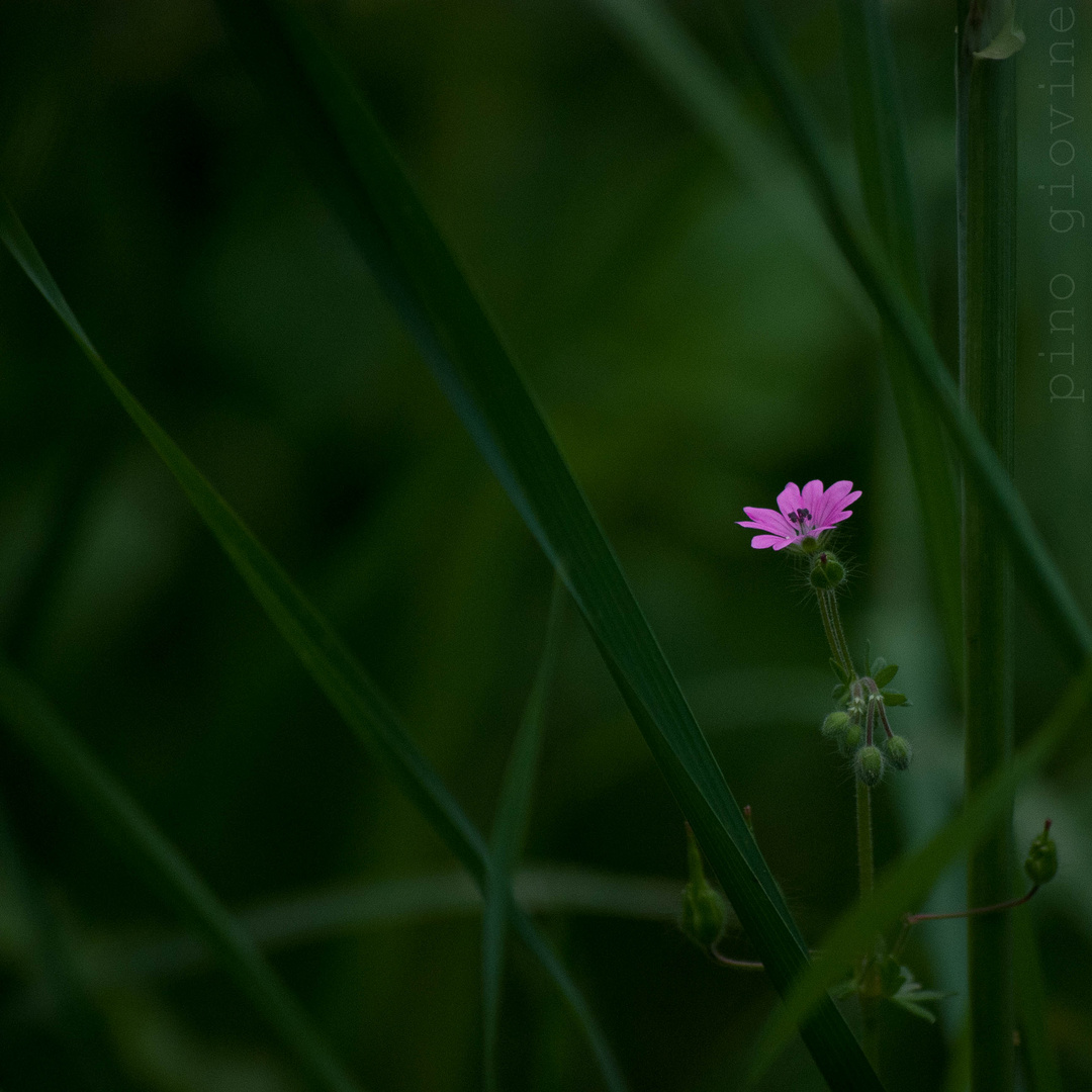 così piccolo e fragile...