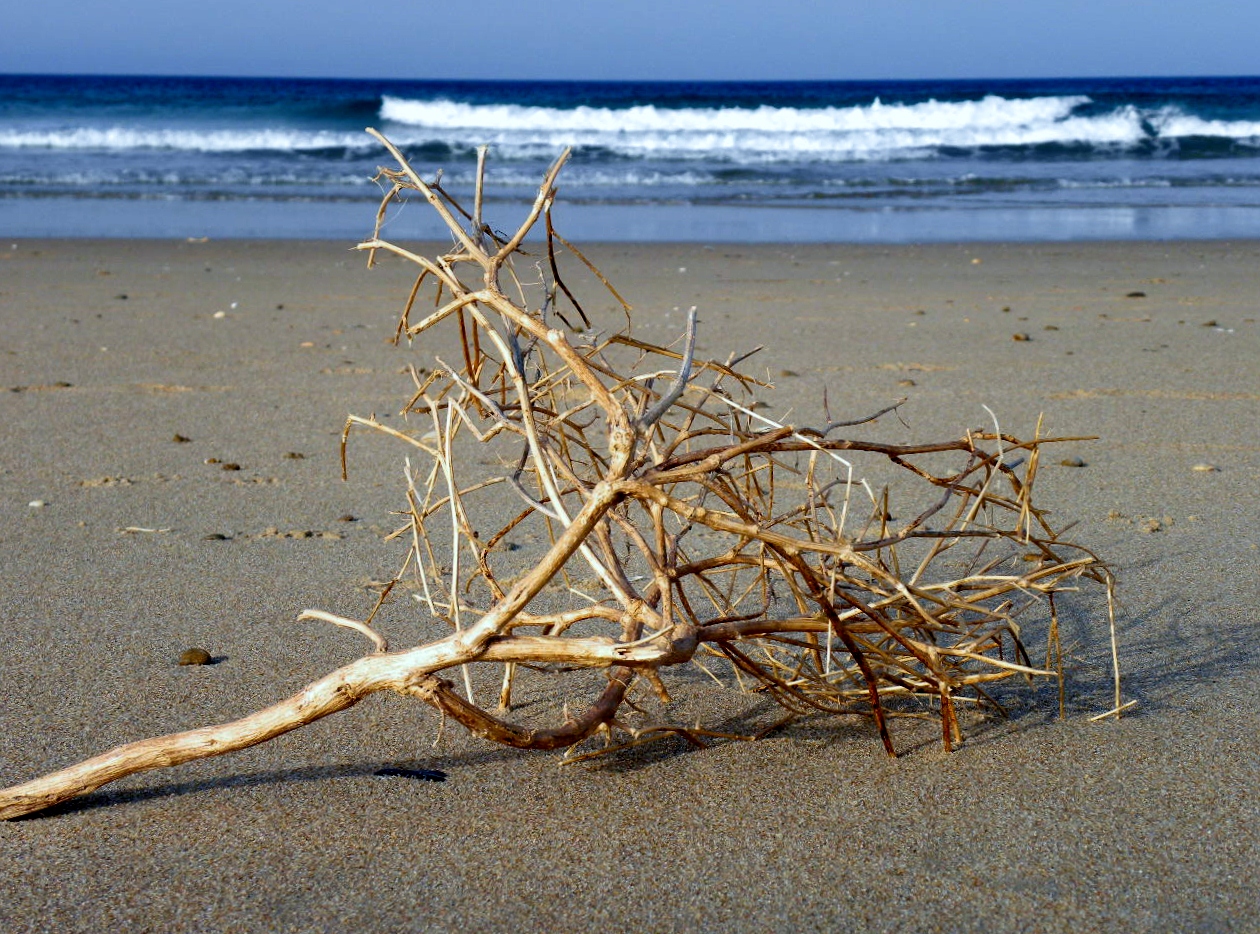 cosas de la mar I