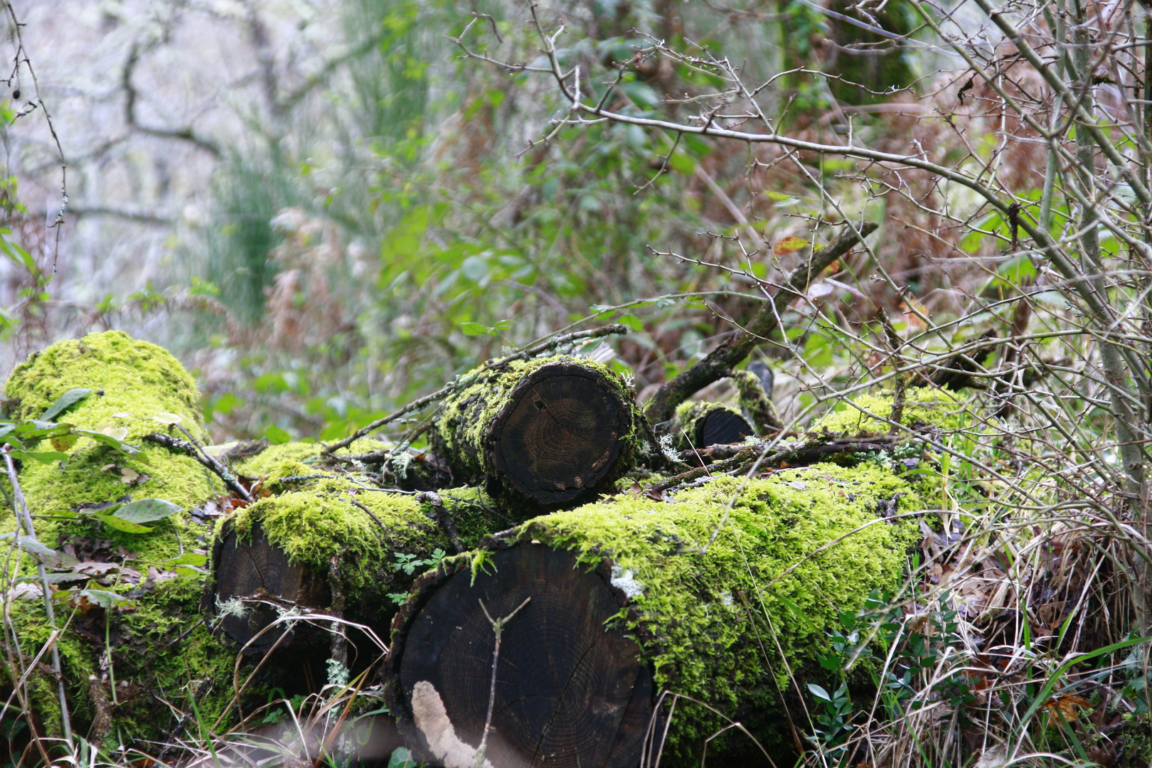 Cosas del bosque