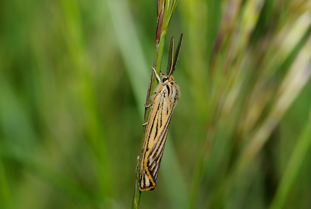 Coscinia striata maschio (Linnaeus,1758) Lepidoptera Arctiidae