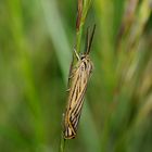 Coscinia striata maschio (Linnaeus,1758) Lepidoptera Arctiidae