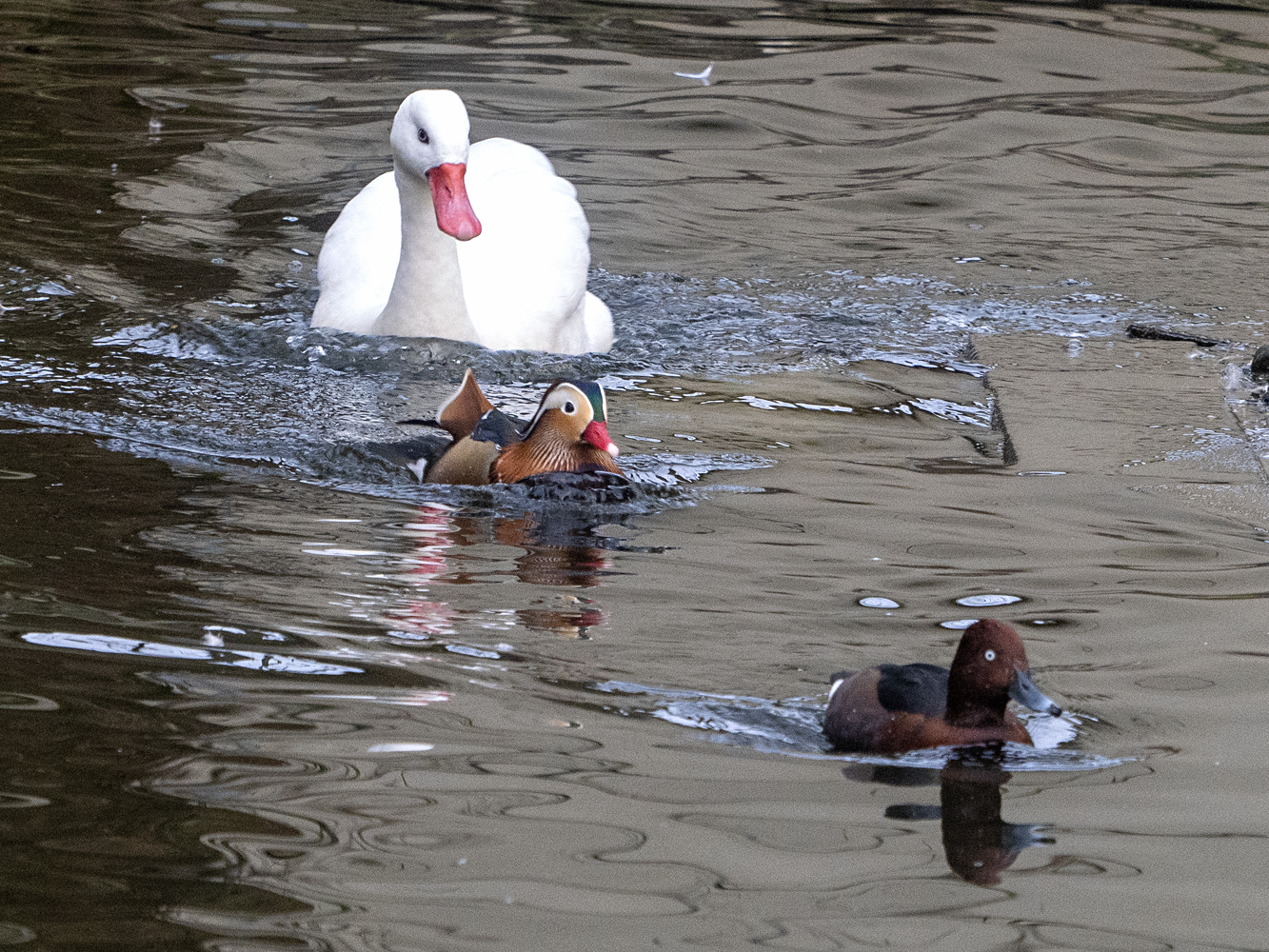 Coscorobaschwan, treibt Enten vor sich her...