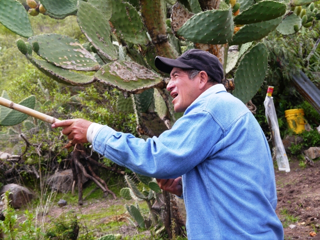 cosecha de tuna