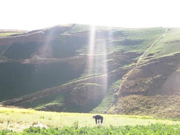 Cosechando la Luz von aguardienteclaro 