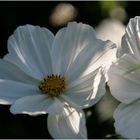 Cosmea