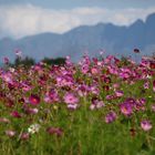 Cosmea