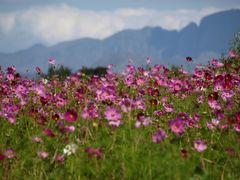 Cosmea