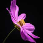 Cosmea