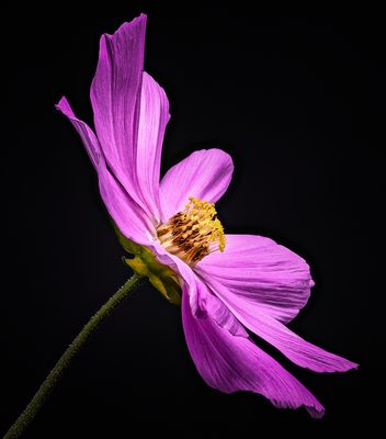 Cosmea