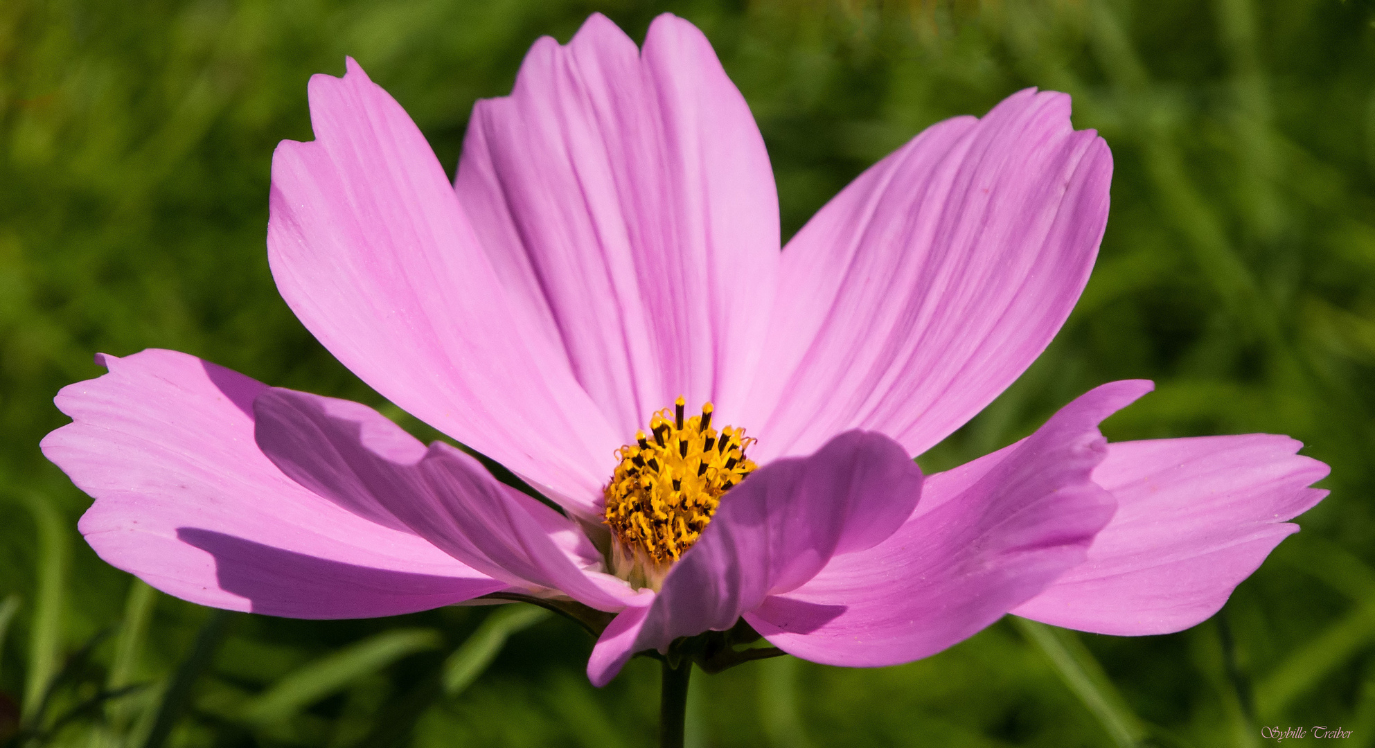 Cosmea