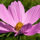 Cosmea