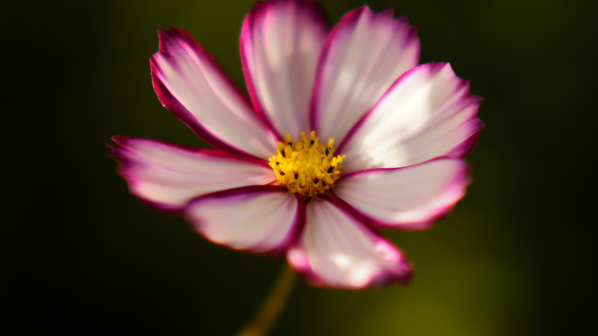 Cosmea