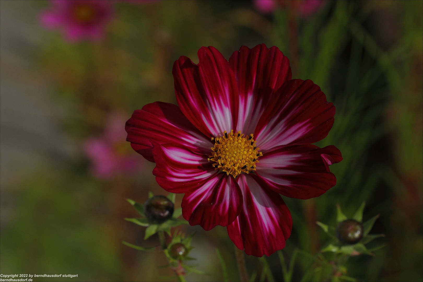 Cosmea