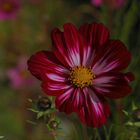 Cosmea