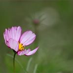 Cosmea