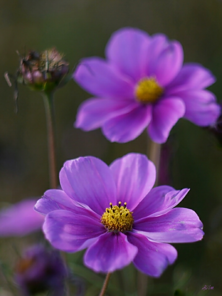 "Cosmea " 