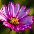 Cosmea