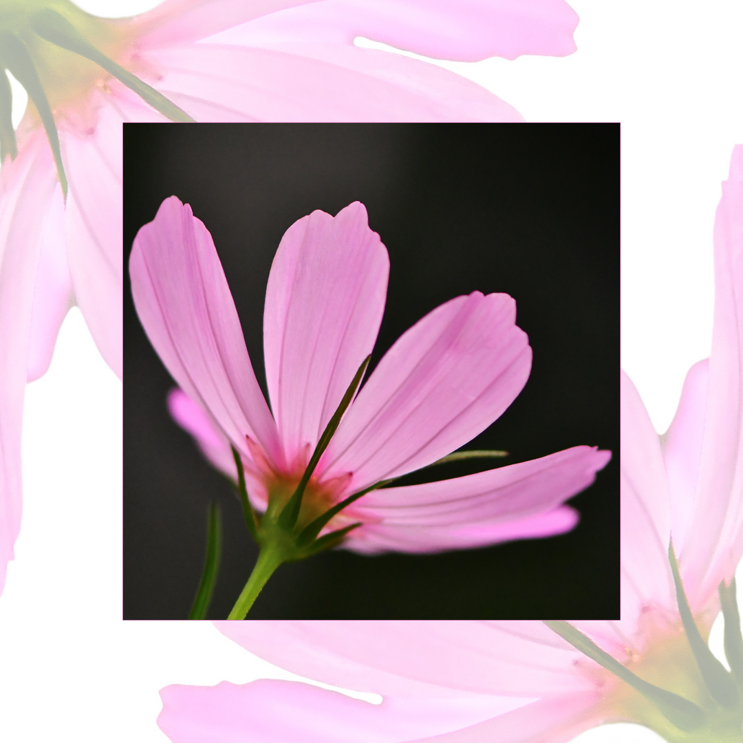 Cosmea