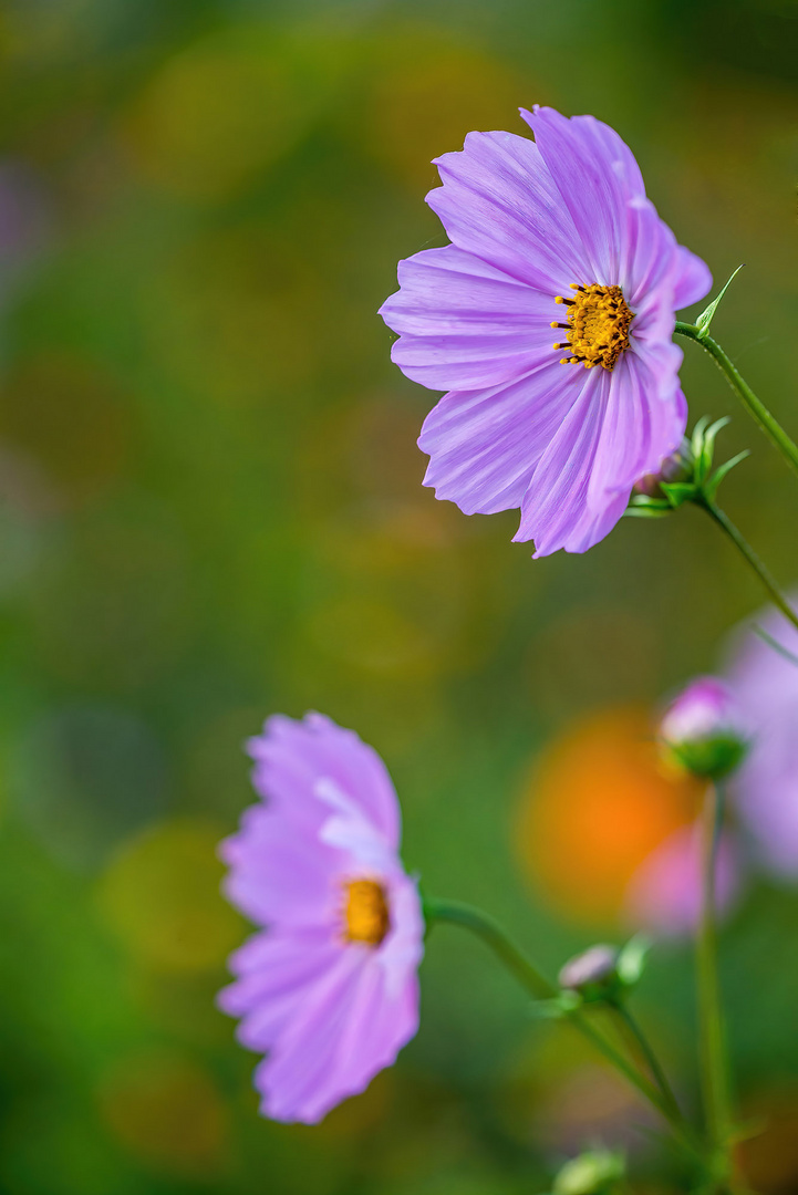 Cosmea