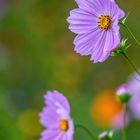 Cosmea