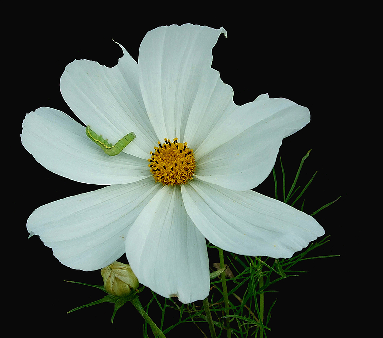 Cosmea...