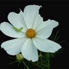 Cosmea...