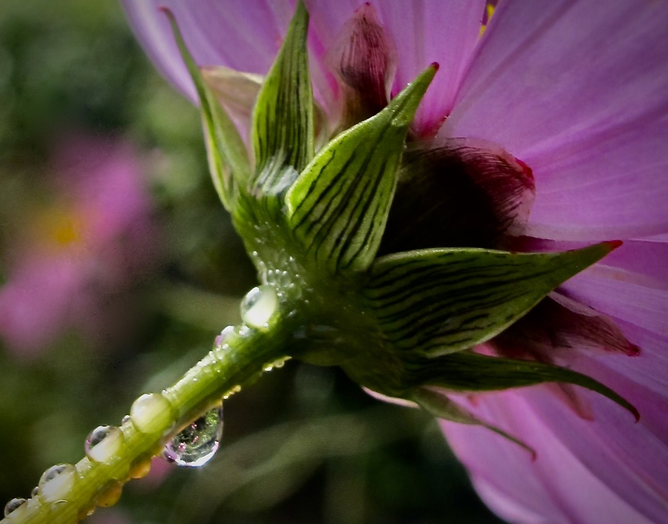 Cosmea