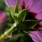 Cosmea