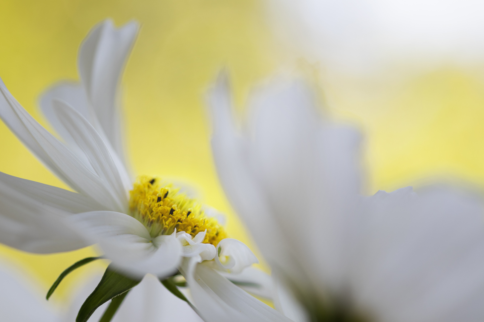 Cosmea