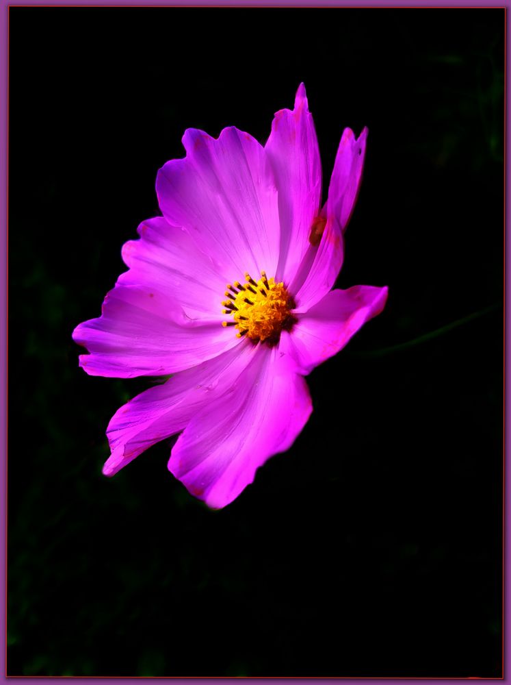 Cosmea 