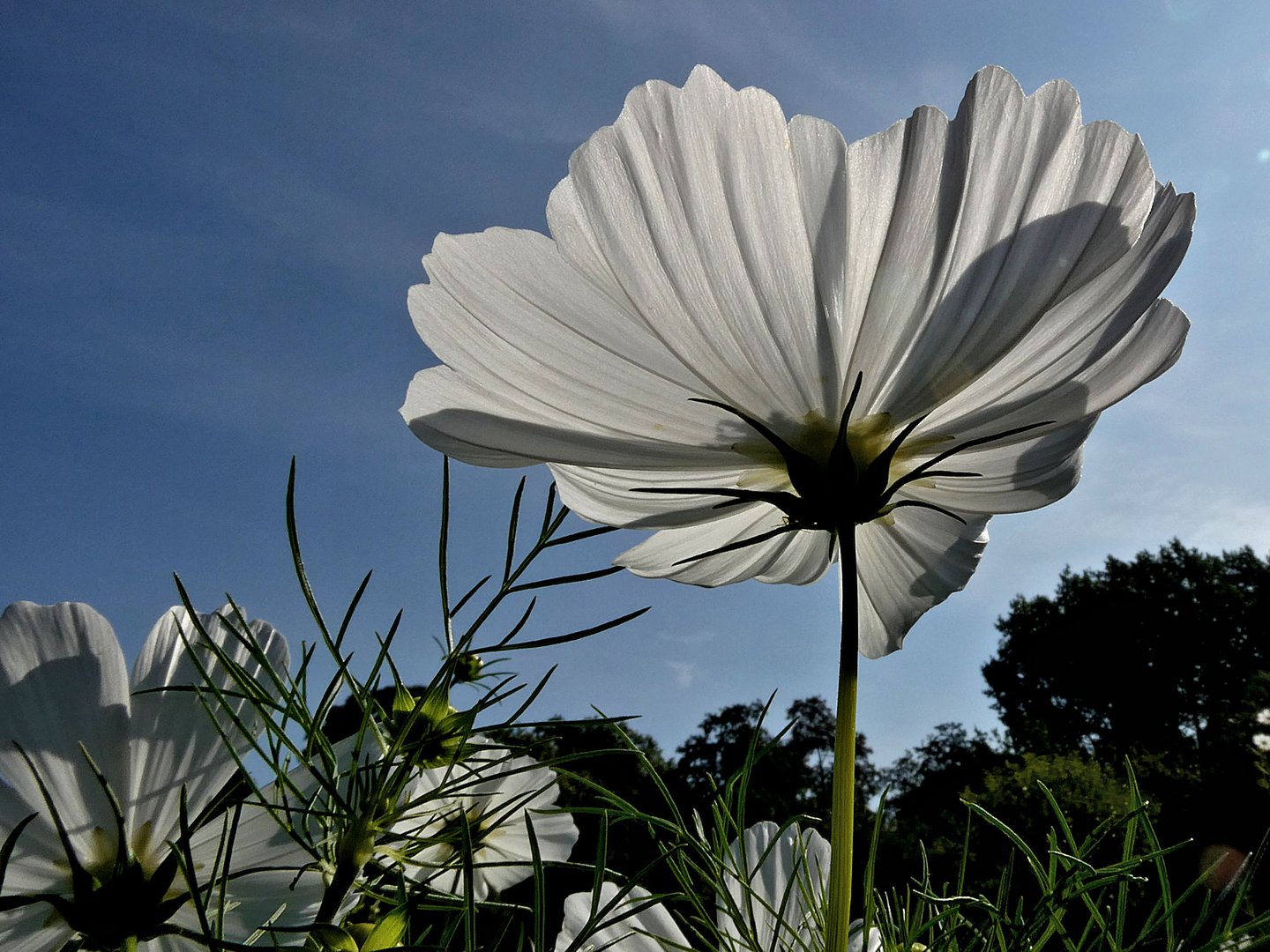 Cosmea