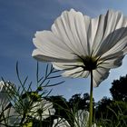 Cosmea