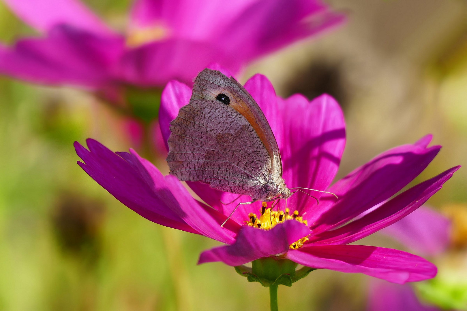 Cosmea...