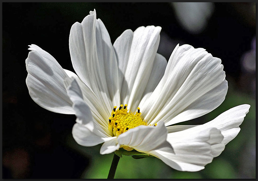 Cosmea