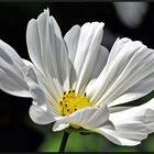 Cosmea