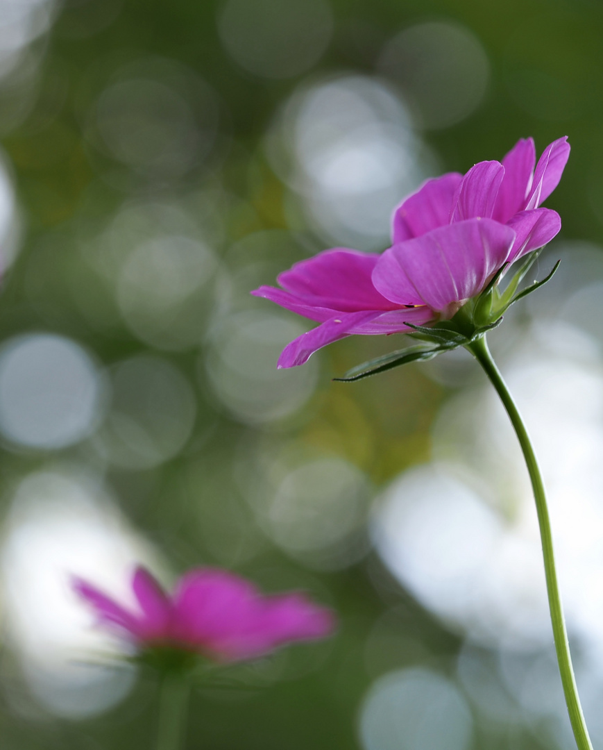 Cosmea...