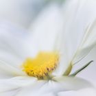 Cosmea