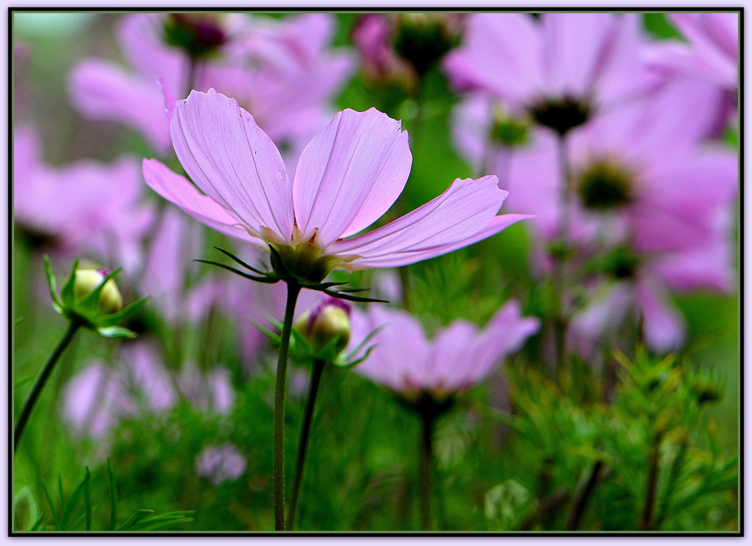  - Cosmea -   1