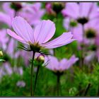  - Cosmea -   1