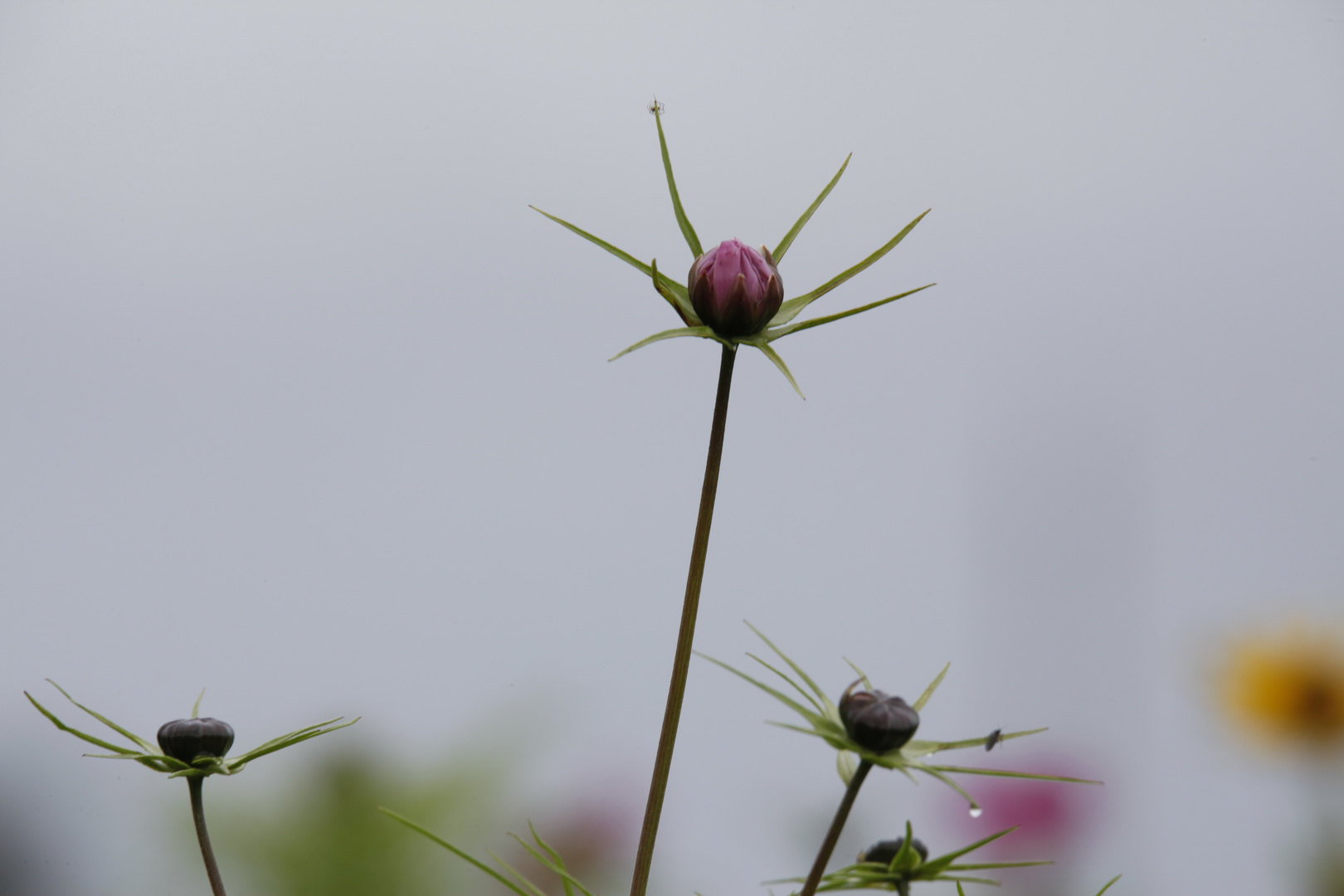 Cosmea 1