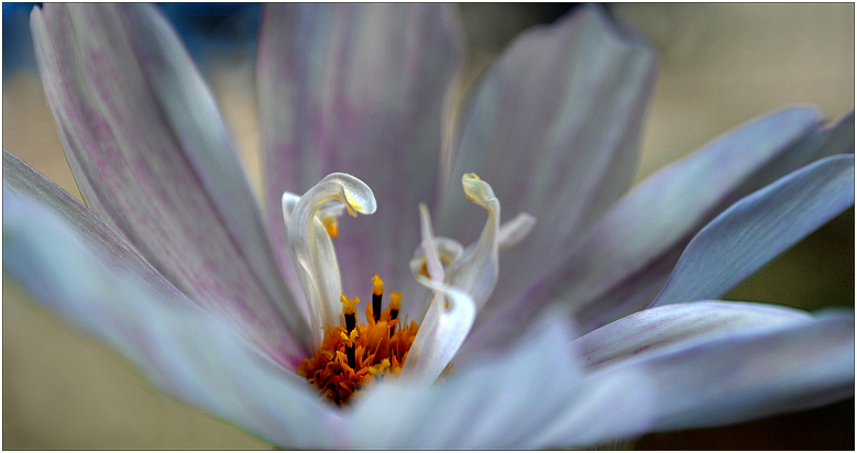 Cosmea 1