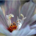 Cosmea 1