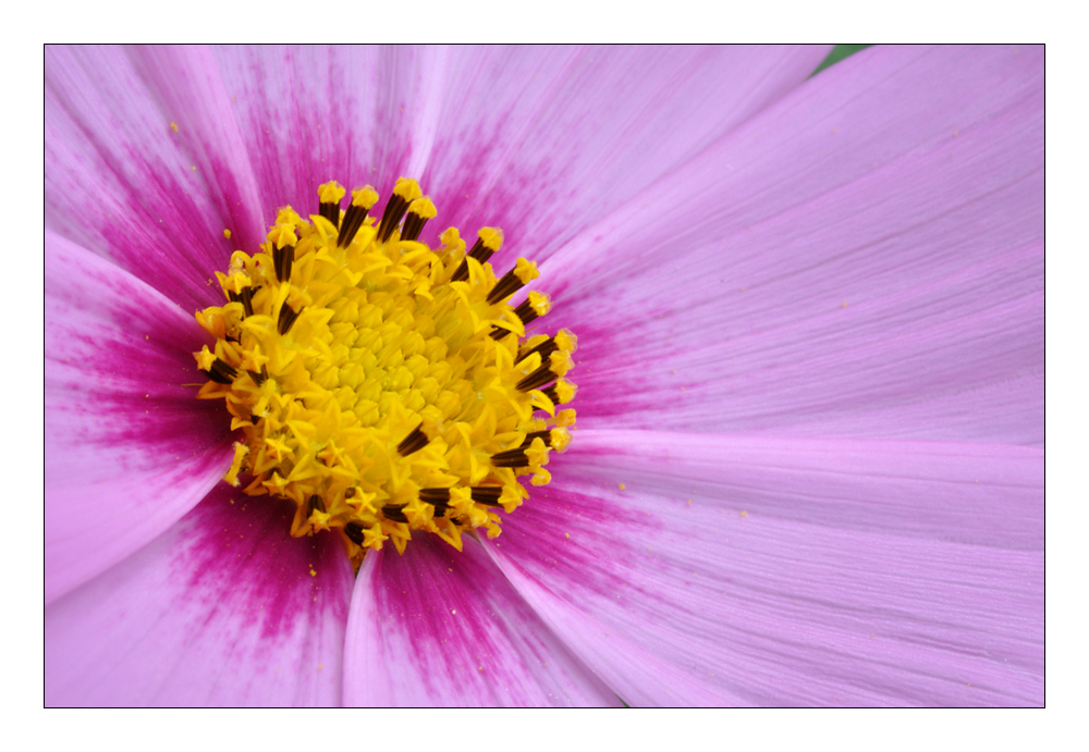 Cosmea 1