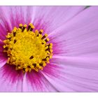 Cosmea 1