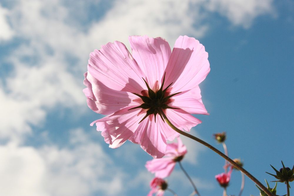 Cosmea 1