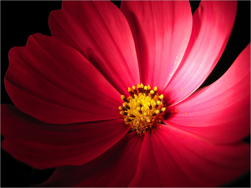 Cosmea | 1