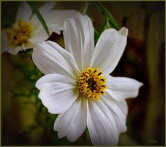 Cosmea ...