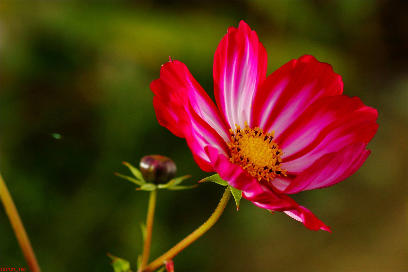 Cosmea