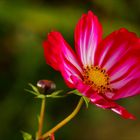 Cosmea