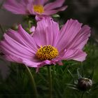 Cosmea.....